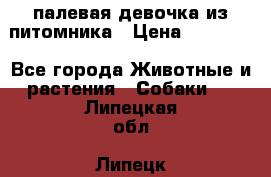 палевая девочка из питомника › Цена ­ 40 000 - Все города Животные и растения » Собаки   . Липецкая обл.,Липецк г.